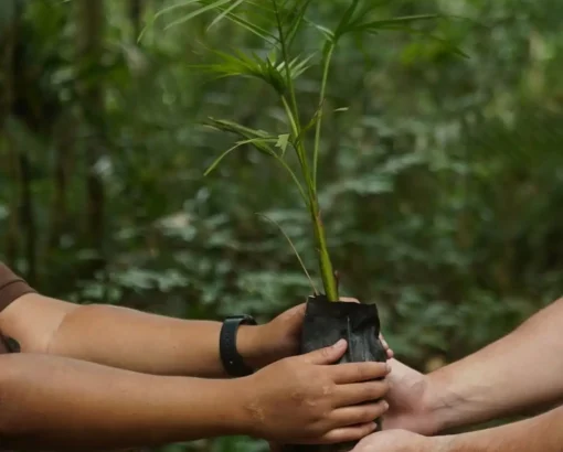 Economia de impacto: como empresas podem impulsionar o desenvolvimento social sustentável